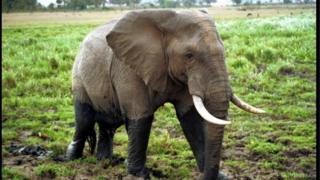 Un éléphant de Masai Mara au Kenya