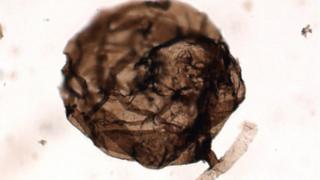 Canadian arctic fungus fossils could be oldest on Earth - BBC Newsround