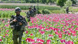 Soldiers in Afghan poppy field