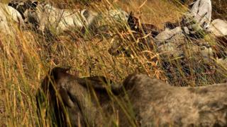 Herdsman