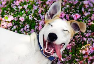 happy-dog-in-flowers