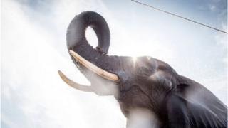 யானை