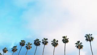 Palmeras en Los Ángeles
