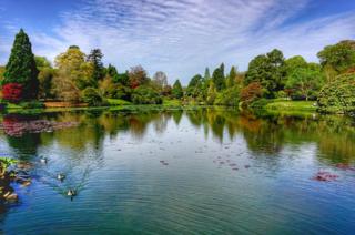 Trees reflected in water