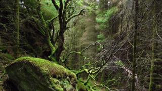 Wood at Ardnamurchan