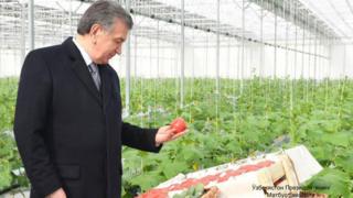 Президент Шавкат Мирзиёев иссиқхонада етиштирилган помидорларни кўздан кечирмоқда.