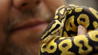 royal python