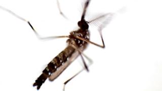 এডিস মশা