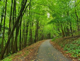A pathway by overhanging trees