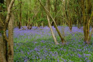 Bluebells in woodland