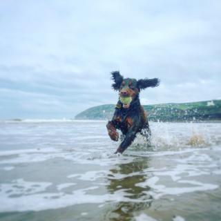 A dog with a ball jumping over waves