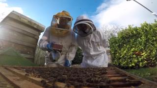 Beekeepers looking at bees