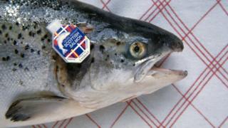 Is There A Problem With Salmon Farming? - BBC News