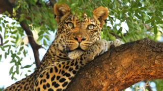 MASHATU, BOTSWANA - JULY 25: A leopard looks out from a tree at the Mashatu game reserve on July 25, 2010 in Mapungubwe, Botswana. Mashatu is a 46,000 hectare reserve located in Eastern Botswana where the Shashe river and Limpopo river meet. (Photo by Cameron Spencer/Getty Images).