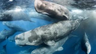 Tony Wu WPY fotoğrafı