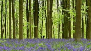forest