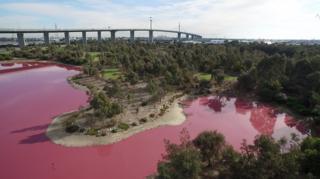 Соленое озеро в Мельбурне, которое временно стало розовым