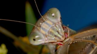 Этот китайский богомол (Tenodera aridifolia) занят самопоеданием? Нет, он просто приводит себя в порядок