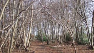 Trees affected by a suspected case of Ash Dieback