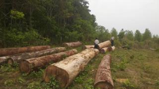 သစ်တောဦးစီးဌာနဟာ ဒီနှစ်အတွက် သစ်ထုတ်လုပ်ခွင့်ကို ရာခိုင်နှုန်း အကန့်အသတ်နဲ့ လျှော့ချ