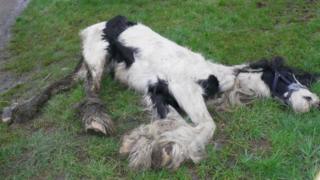Dead horse found by RSPCA