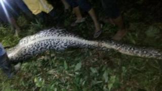 Le corps d'un jeune indonésien de 25 ans, porté disparu, a été retrouvé dans le ventre d'un énorme python.