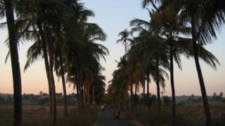 Coconut palms in Goa