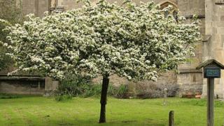 The Holy Thorn at St John the Baptist Church, Glastonbury