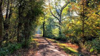 Brasenose Woods