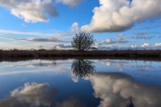A tree reflected in water