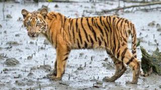 रॉयल बंगाल टाइगर