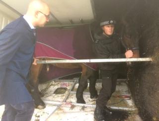 Horse being led from box