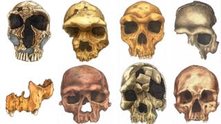 Ilustración de la evolución del rostro humano.
