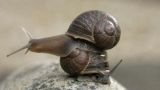 Caracoles