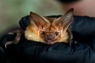 A bat is a mammal that can fly like a bird, usually leaving during the day and night.