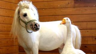 Miniature-horse-and-goose.