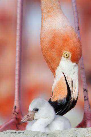 Fluffy Caribbean flamingo chick with its parent
