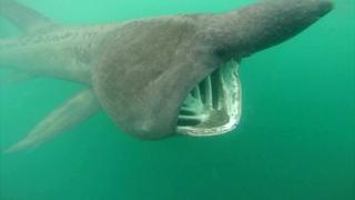 Basking shark by Craig Whalley