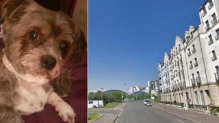 Eccles was stolen in Newhaven Place