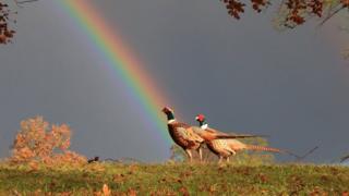 Pheasants at Blenheim Palace following a little rain shower