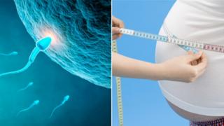 sperm and an obese stomach