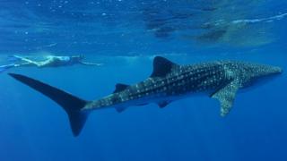 A woman swims next to a whale shark in Ningaloo Reef