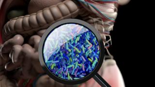 gut bacteria