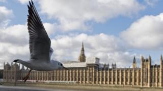 Чайка и парламент Британии