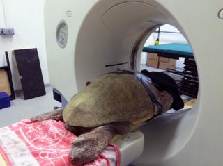 Sea turtle getting a CT scan