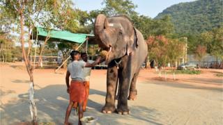 Elephant being fed
