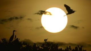 Animales al amanecer