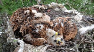 Nesting kites