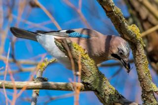 A jay near University Parks, Oxford