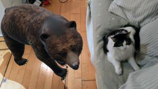 cat and bear